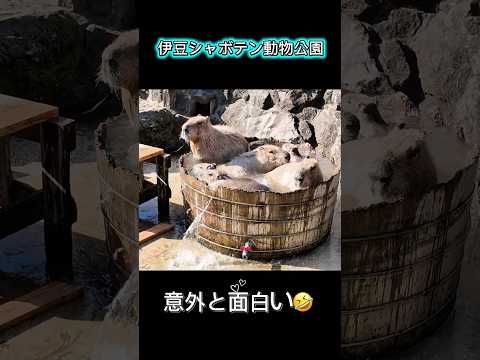 動物との距離が近く、カピバラに癒される動物公園
