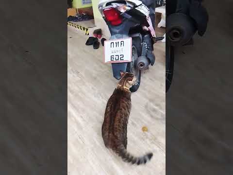 #หลบไปไหนก็ไม่รอดใช่ไหมทิกเกอร์🤣😂😅