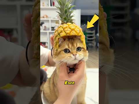 El gato lleva una armadura de piña.#cat #pets #funny