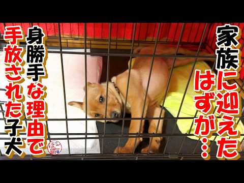 【保護犬　子犬　悲報】身勝手すぎる理由で、譲渡した子犬が戻ってきました