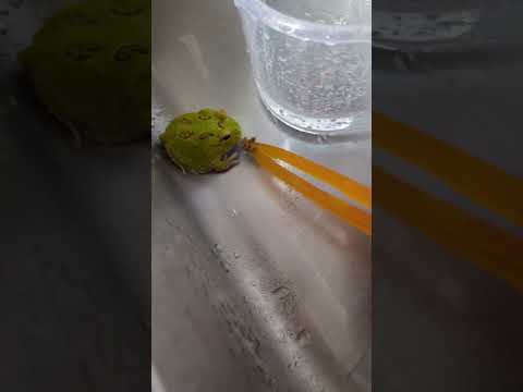 【クランウェルツノガエル飼育】後退り？このエサ嫌い？