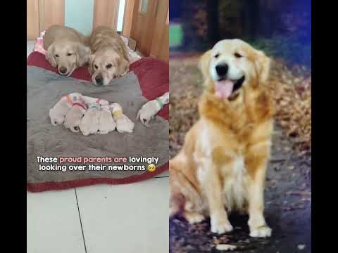 dog and family💓💓💓💓💕💓💓💓💓