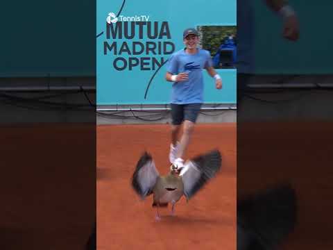 What The Duck 🦆 An Unexpected Visitor During the Tennis In Madrid!