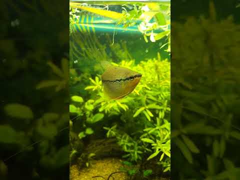 Planted tank update #aquriam #aquariumwater #aquas 