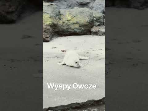Wyspy Owcze