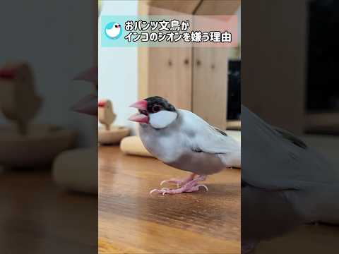 こんなインコは文鳥たちに嫌がられる？ #文鳥 #セキセイインコ #birds #shorts