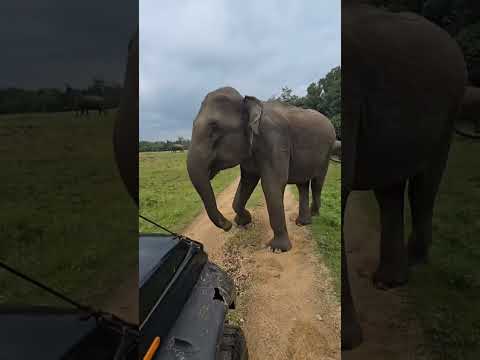 Elephant attack 😁# viral #eliphent #viralvideo #viralshorts #nothingimposibleinthisworld
