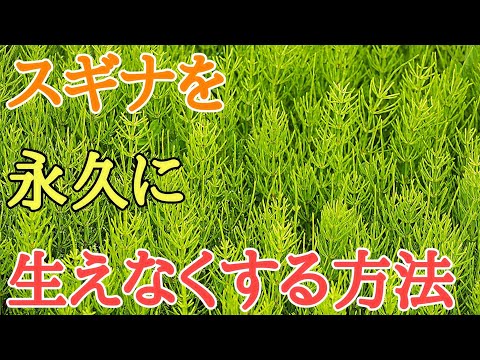 スギナ駆除｜除草剤不要でスギナを永久に生えなくする方法