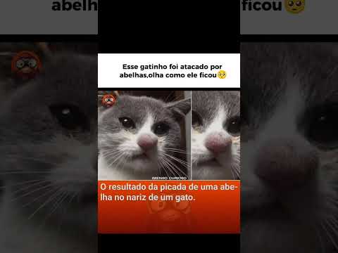 Esse gatinho sofreu um ataque de abelhas,olha como ele ficou