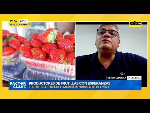 Productores de frutillas con esperanzas: esperan una mejor temporada de cosecha en Areguá