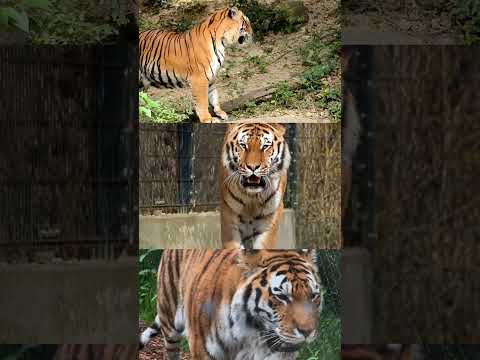 🐅 The Royal Bengal Tiger in Action | King of the Jungle 🐾#tiger#animals#jungle