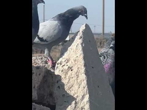 Daily dose of pigeon again 