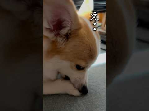 そんなの食べちゃダメだよ･･ #コーギー #つーちゃん #corgi