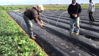 Planting Tomatoes You