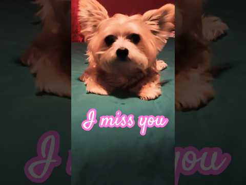 Because i’m not with you💛💛💛 #imissyou #puppy #puppies #cuteanimals