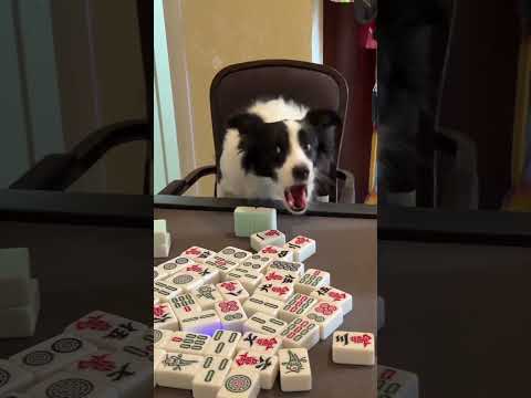 狗都會打麻將了?那就該輪到貓咪上場吧! 😂🐶🐱 #養寵日常 #搞笑寵物 #边牧打麻将 #games #funny