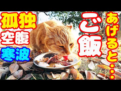 孤独と空腹と寒波にたえる猫にご飯をあげたら・・・ 地域猫ボランティアさん急逝後に火事エリア さくらねこへの給餌