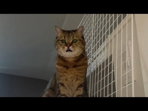 猫の動画サムネイル - お気に入りの居場所を失いうにゃうにゃと文句を垂れる猫