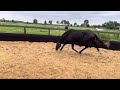 حصان الفروسية Super chique 2,5 jarige zwarte hengst