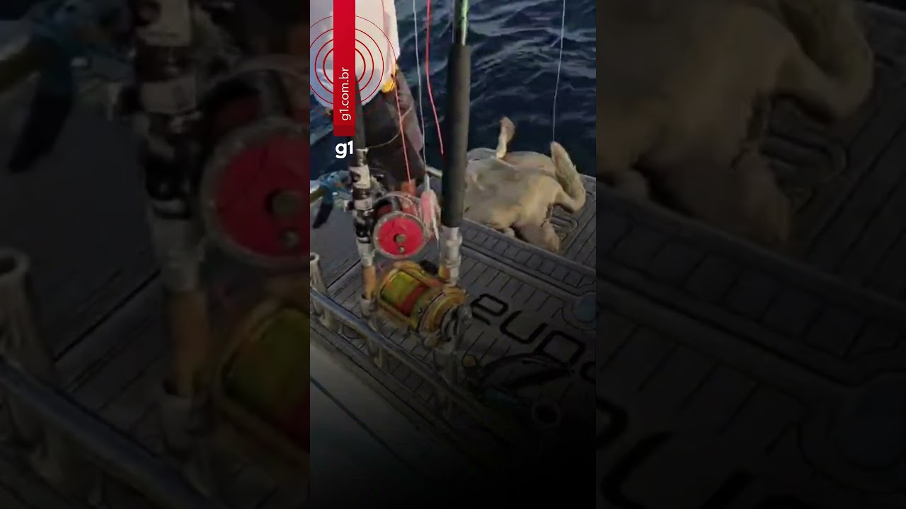 Pescadores salvam tartaruga presa em linha e devolvem animal ao mar TV Online Pescadores salvam tartaruga presa em linha e devolvem animal ao mar