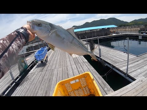 キングバトル予選日に一般コースで爆釣さす【オーパ】釣ガチ海上釣堀#240