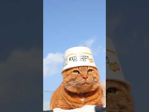 猫の動画サムネイル - ディアーヌードル みそ味　250429　#のせ猫　#猫　#ねこ #cat #ネコ #cute #猫のいる暮らし