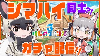 【けものフレンズ3】シマハイ決定戦2025－開幕ー【 #シマハイシン/ シマハイイロギツネ】