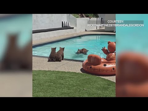 Mama bear and cubs take a dip in backyard pool
