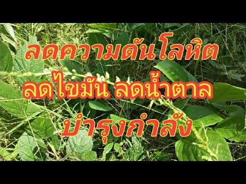 อย่าเพึ่งถอนทิ้ง-สรรพคุณทางยาป อย่าเพึ่งถอนทิ้ง-สรรพคุณทางยาป