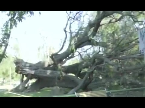 Postes de energía eléctrica afectados por caída de árbol
