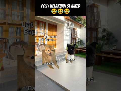 Pov : Kelakuan 😂 #meme #cat #kucing #animation #funny #fypシ