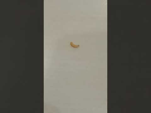 Caterpillar Jump #ulat #lompat #tinggi