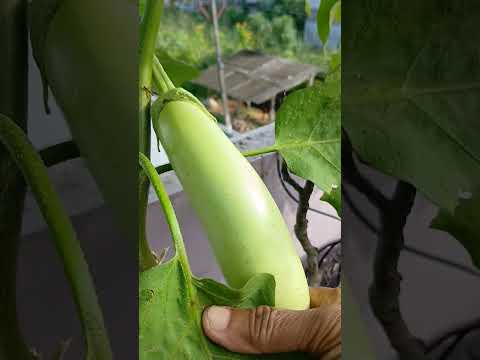 long brinjal # shorts @nirmal videos