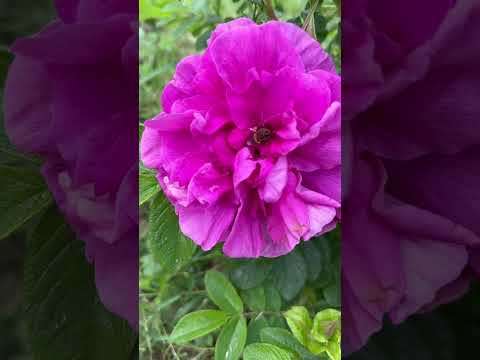 #garden #gardening #plants #vlog #roseflower