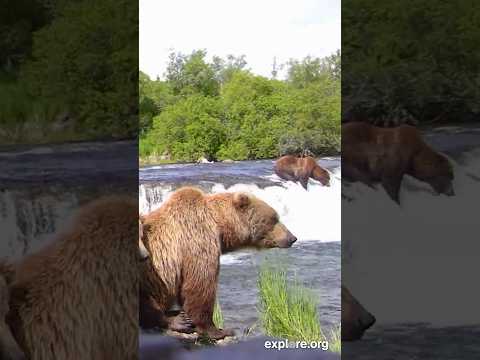 Walker Slips Off Brooks Falls