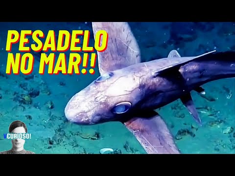 10 Criaturas Marinhas mais ASSUSTADORAS do Oceano