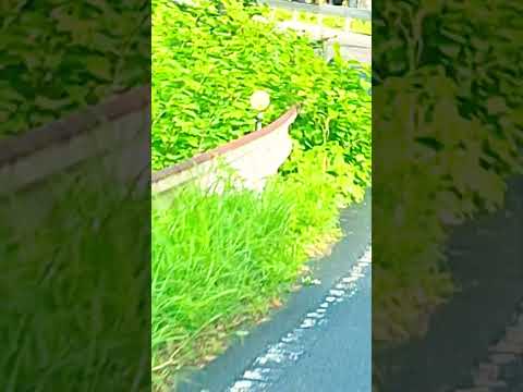 高知でもこういうの増えるよ　#荷物　