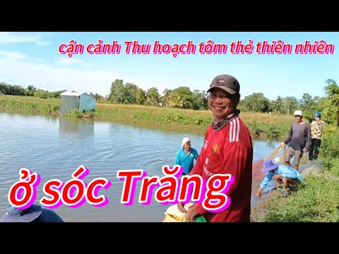 🌺Cận cảnh Thu hoạch tôm ,ao thiên nhiên tại sóc Trăng 🌺