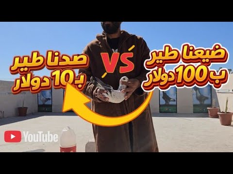 ضيعنا طير سعرو 100 دولا🤔🔥 وصدنا طير سعرو 10 دولار 😱
