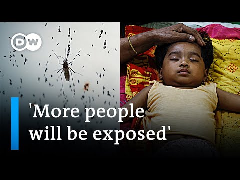 Dengue fever outbreaks prolonged due to climate change | DW News