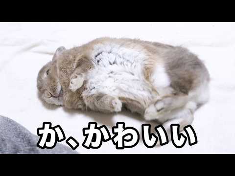 うさぎの心の開き方が可愛いので見てほしい