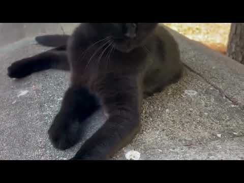 Black cats are so cute! Ask a vet to check your fur baby's health. #cats