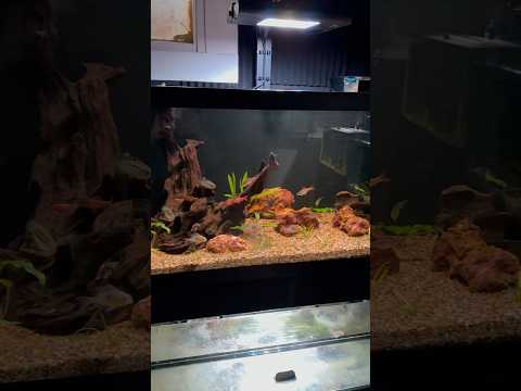 40 Gallon Breeder Cichlid Tank! 40 Gallon South American Cichlid Tank

If you're interested in any of the products used in our aquar