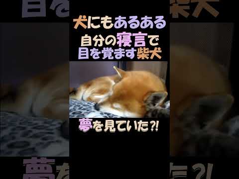 犬にもあるある!自分の寝言で目を覚ます柴犬   A Shiba Inu that wakes up from its own sleep-talking