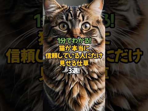 【信頼の証】猫が本当に心を許した人にだけ見せる仕草3選!🐾1分で解説! #shorts #猫 #雑学