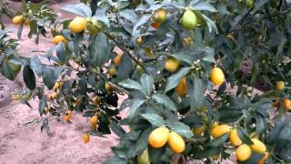 فاكهة الكمكوات في مرحلة الإنتاج الكويت Gulf Plants Youtube