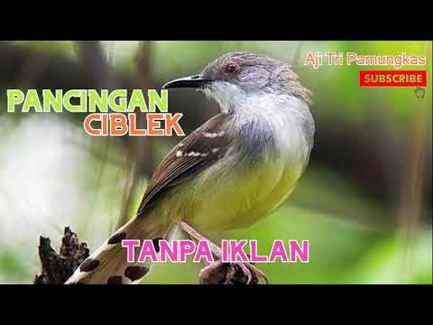 PANCINGAN CIBLEK - GACOR - TANPA IKLAN