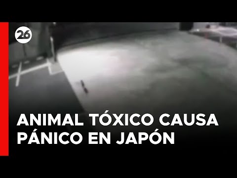 El animal que camina por Hiroshima y pone en alerta a todo Japón