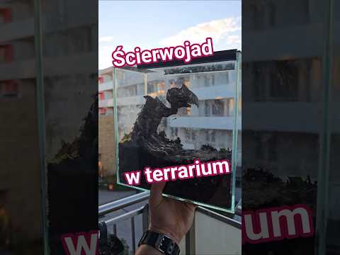 Terrarium ze ŚCIERWOJADEM #spider #terrarium #monocentropus #balfouri #gothic #ścierwojad