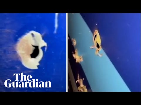 Footage shows holes visible in Azerbaijan Airlines wreckage